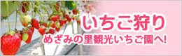 いちご狩り
